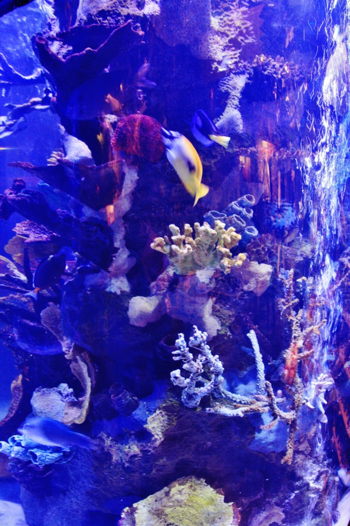 Foto: Disneyland París - París (Île-de-France), Francia