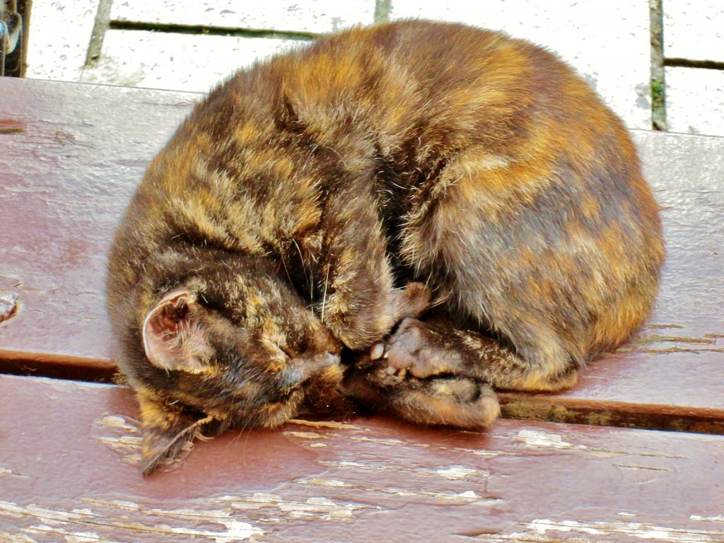 Foto: Gatito - Pasai Donibane (Gipuzkoa), España