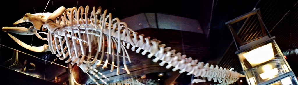 Foto: Acuario - San Sebastián (Donostia) (Gipuzkoa), España