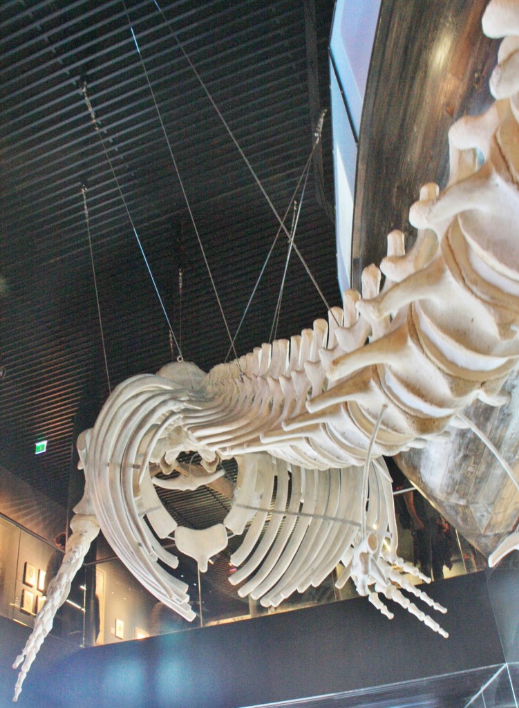 Foto: Acuario - San Sebastián (Donostia) (Gipuzkoa), España