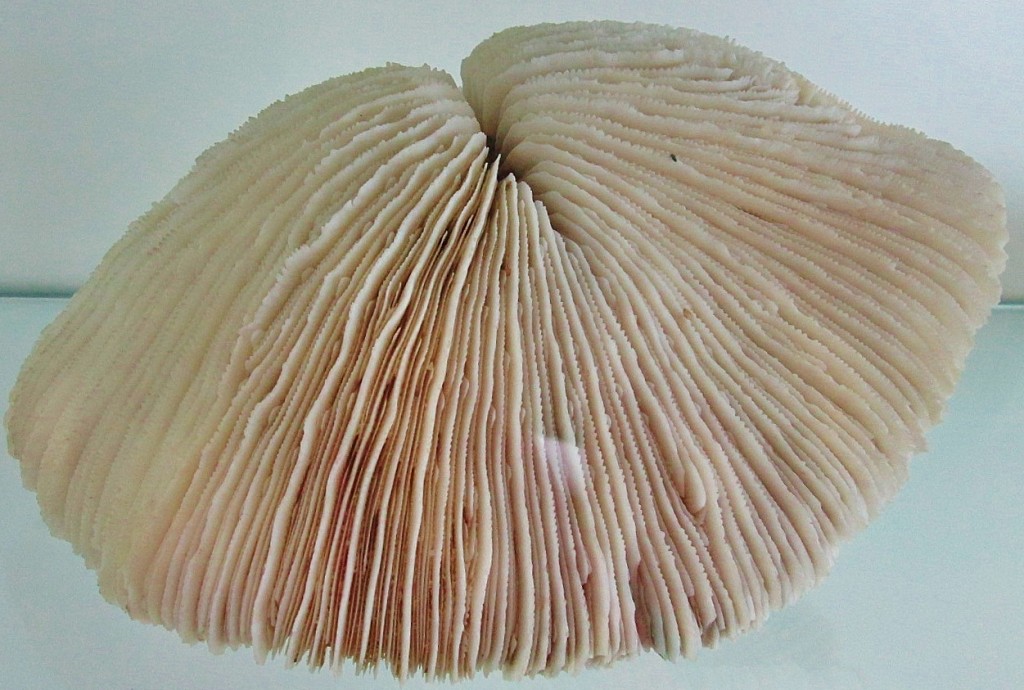 Foto: Acuario - San Sebastián (Donostia) (Gipuzkoa), España