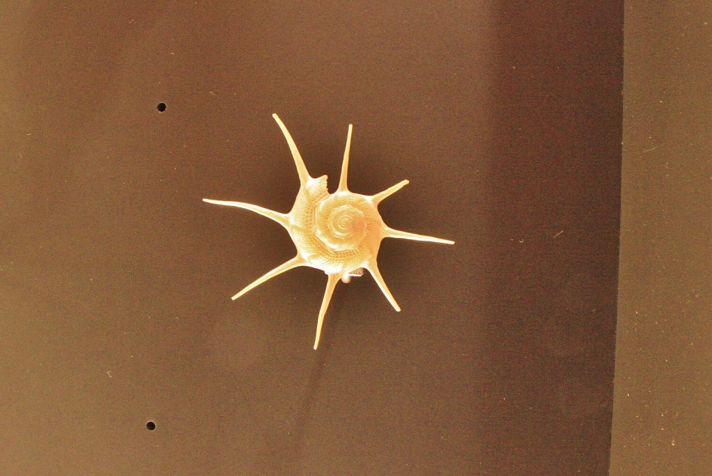 Foto: Acuario - San Sebastián (Donostia) (Gipuzkoa), España