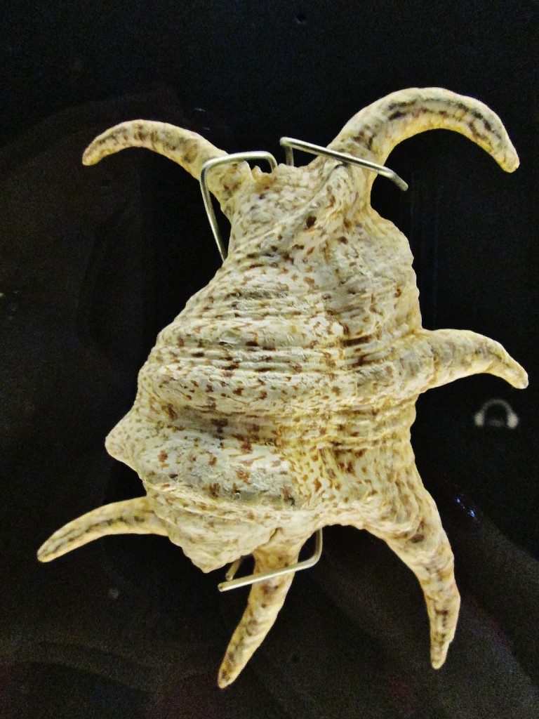 Foto: Acuario - San Sebastián (Donostia) (Gipuzkoa), España