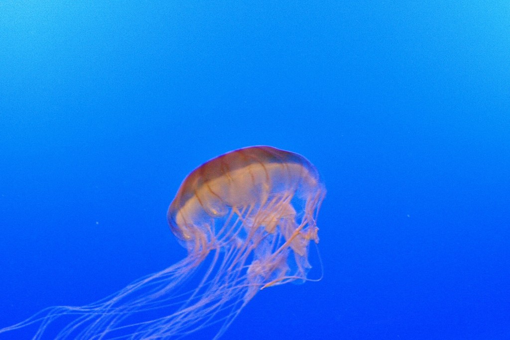 Foto: Acuario - San Sebastián (Donostia) (Gipuzkoa), España