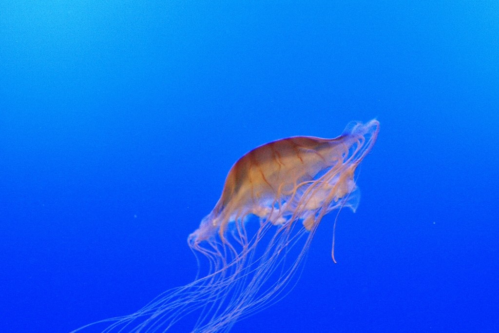Foto: Acuario - San Sebastián (Donostia) (Gipuzkoa), España