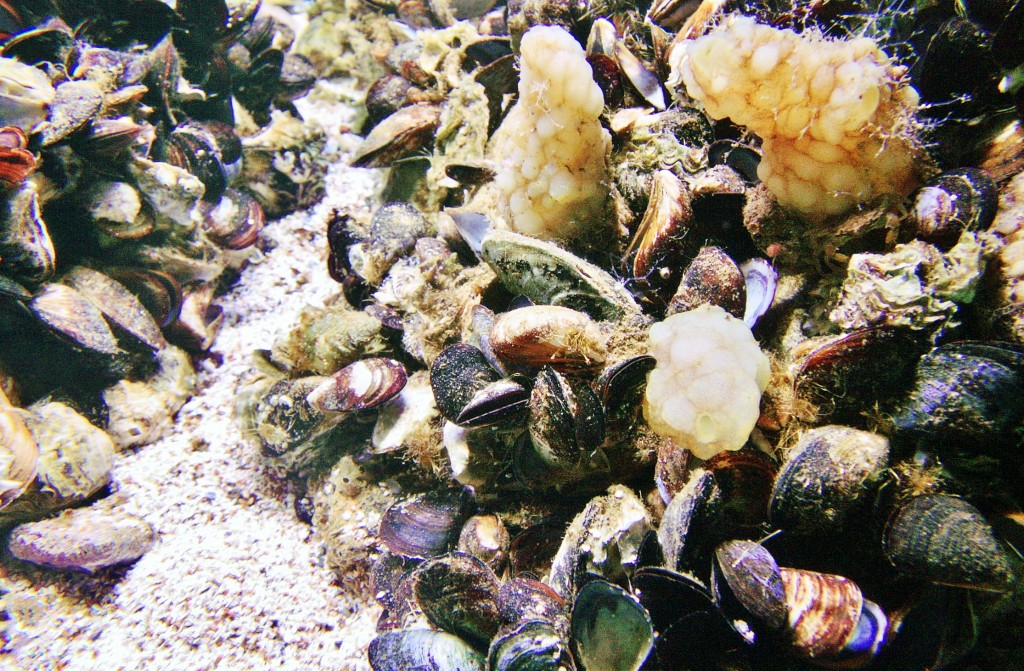 Foto: Acuario - San Sebastián (Donostia) (Gipuzkoa), España