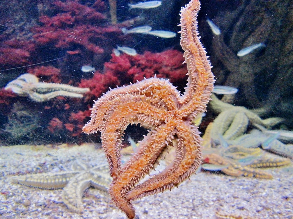 Foto: Acuario - San Sebastián (Donostia) (Gipuzkoa), España