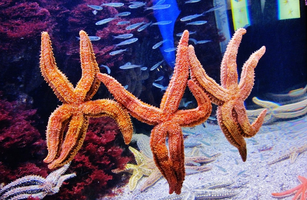 Foto: Acuario - San Sebastián (Donostia) (Gipuzkoa), España