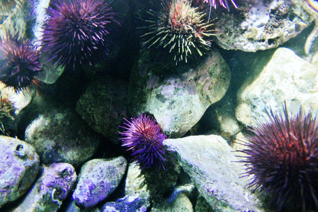 Foto: Acuario - San Sebastián (Donostia) (Gipuzkoa), España