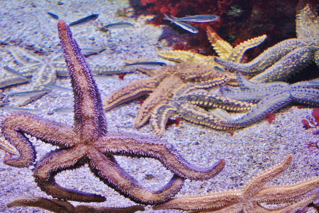 Foto: Acuario - San Sebastián (Donostia) (Gipuzkoa), España