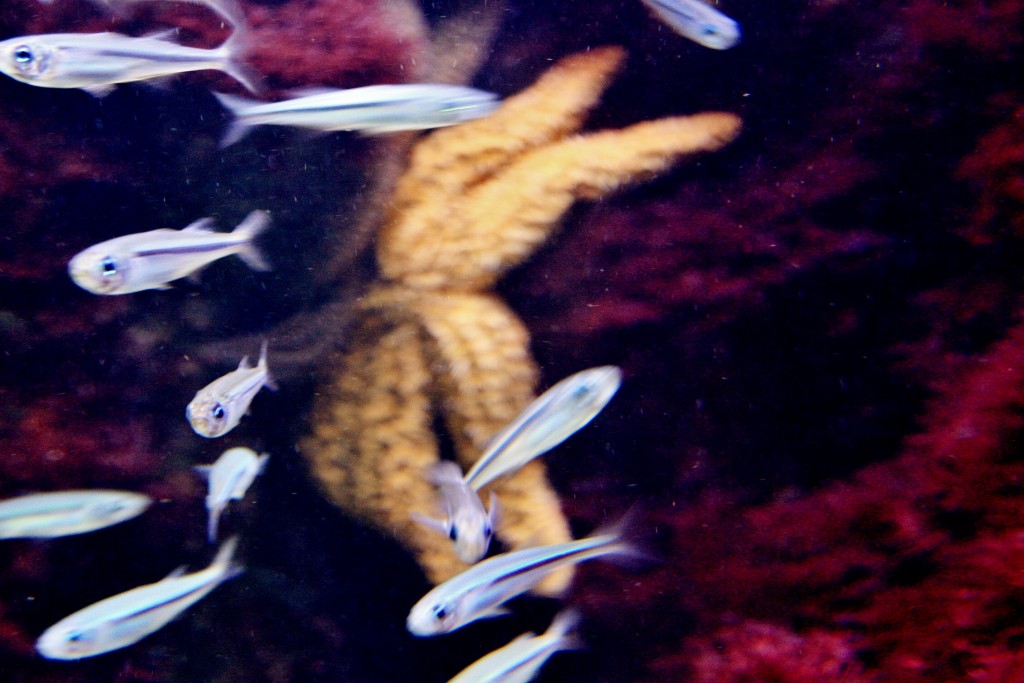 Foto: Acuario - San Sebastián (Donostia) (Gipuzkoa), España