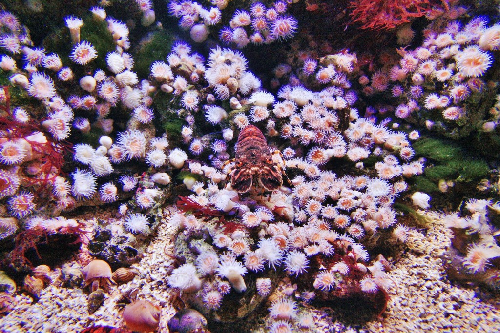 Foto: Acuario - San Sebastián (Donostia) (Gipuzkoa), España