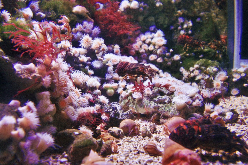 Foto: Acuario - San Sebastián (Donostia) (Gipuzkoa), España