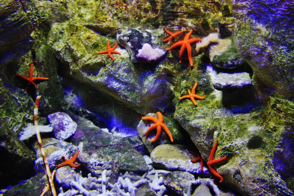Foto: Acuario - San Sebastián (Donostia) (Gipuzkoa), España