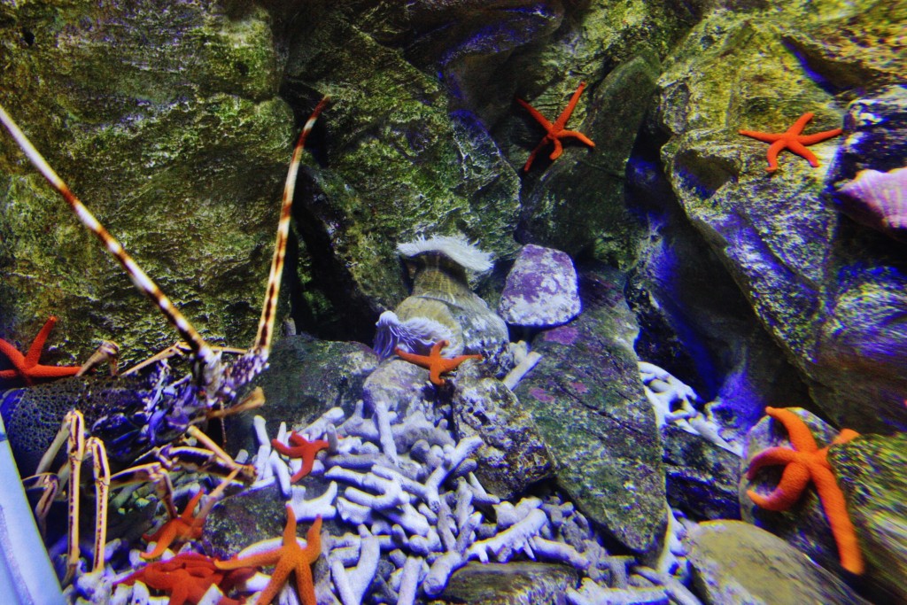 Foto: Acuario - San Sebastián (Donostia) (Gipuzkoa), España