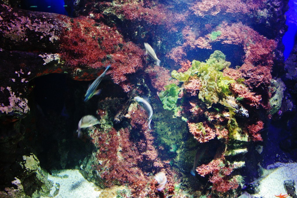 Foto: Acuario - San Sebastián (Donostia) (Gipuzkoa), España