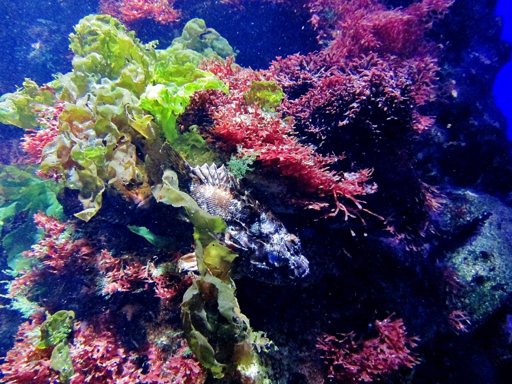 Foto: Acuario - San Sebastián (Donostia) (Gipuzkoa), España