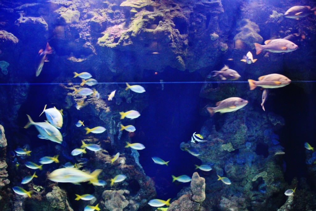 Foto: Acuario - San Sebastián (Donostia) (Gipuzkoa), España