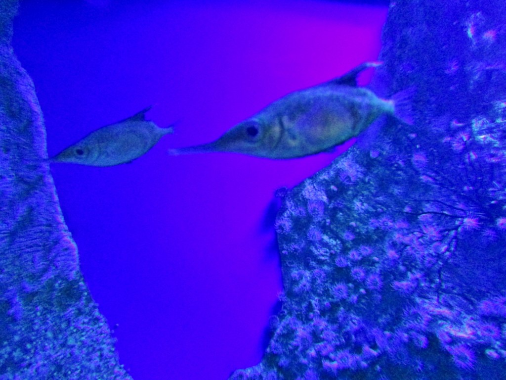 Foto: Acuario - San Sebastián (Donostia) (Gipuzkoa), España