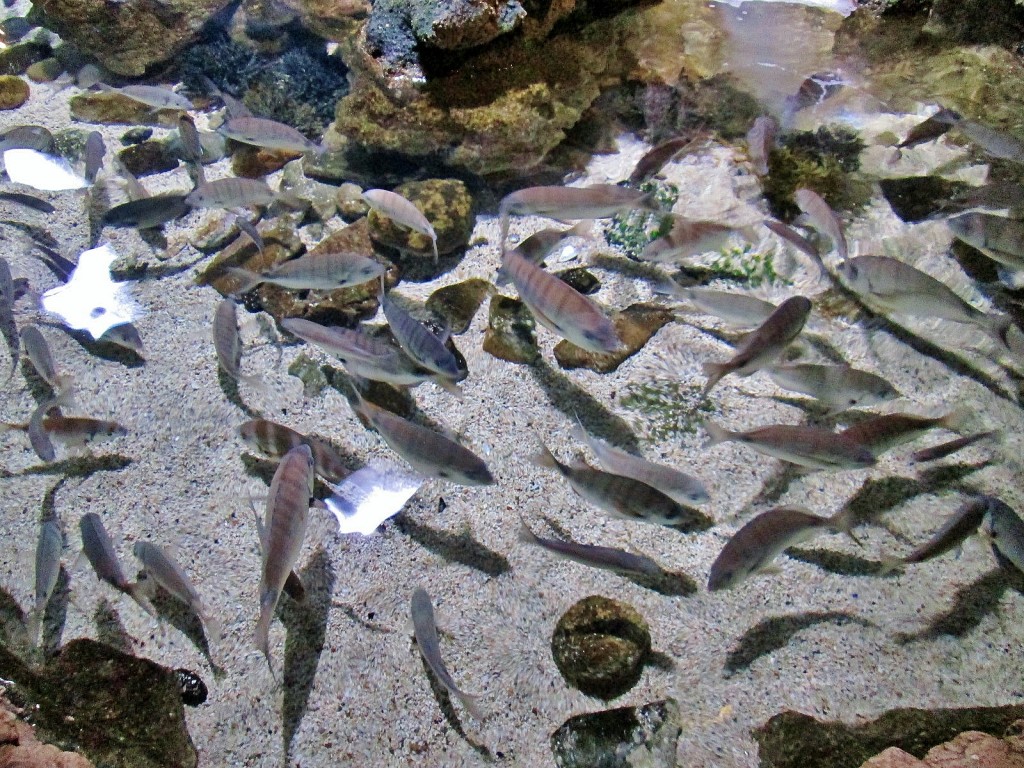 Foto: Acuario - San Sebastián (Donostia) (Gipuzkoa), España