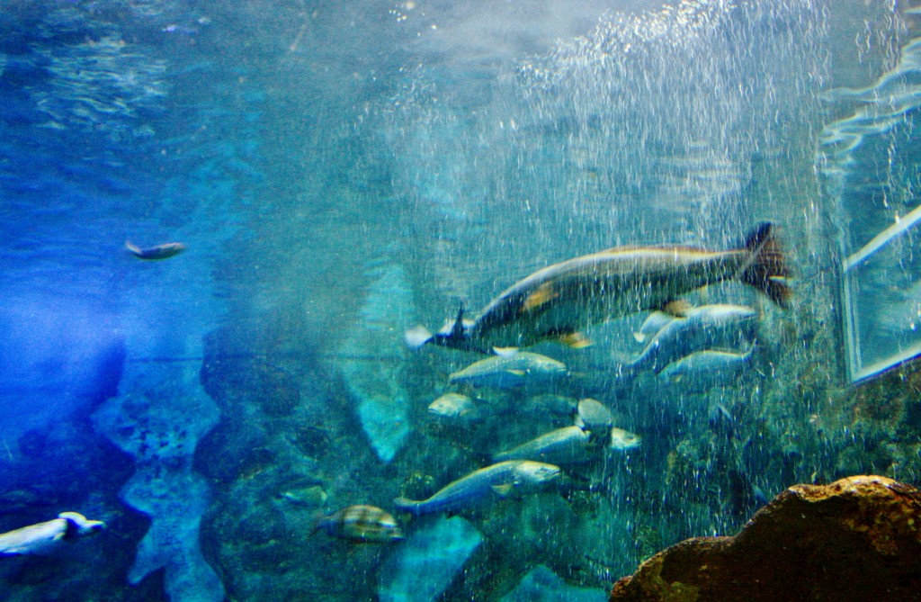 Foto: Acuario - San Sebastián (Donostia) (Gipuzkoa), España