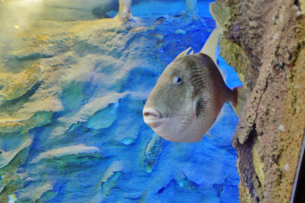 Foto: Acuario - San Sebastián (Donostia) (Gipuzkoa), España