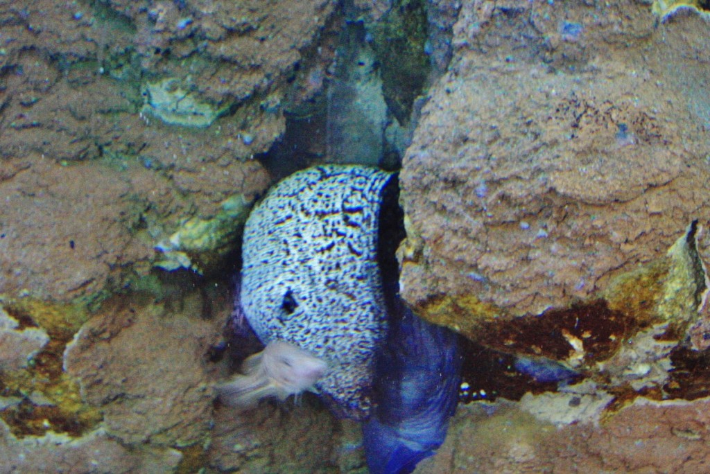 Foto: Acuario - San Sebastián (Donostia) (Gipuzkoa), España