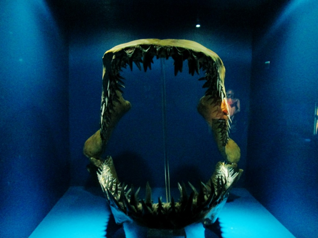 Foto: Acuario - San Sebastián (Donostia) (Gipuzkoa), España