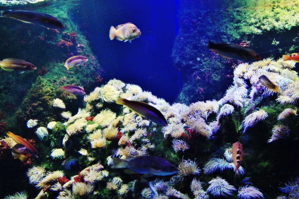 Foto: Acuario - San Sebastián (Donostia) (Gipuzkoa), España