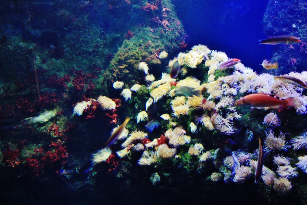 Foto: Acuario - San Sebastián (Donostia) (Gipuzkoa), España