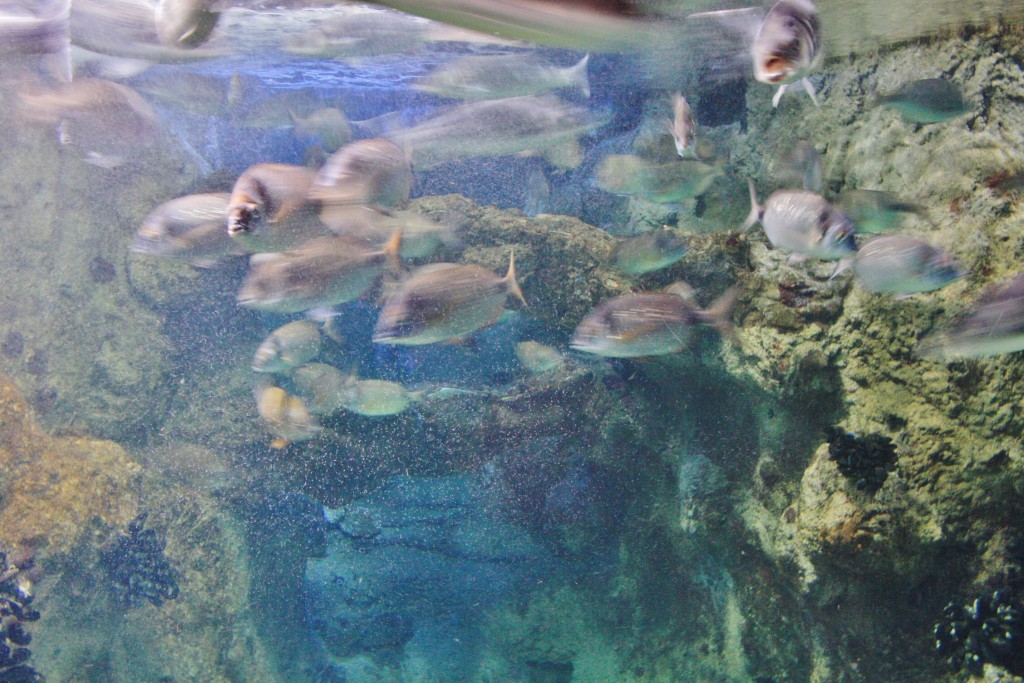 Foto: Acuario - San Sebastián (Donostia) (Gipuzkoa), España