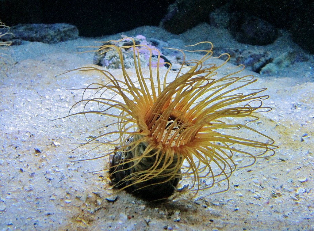 Foto: Acuario - San Sebastián (Donostia) (Gipuzkoa), España