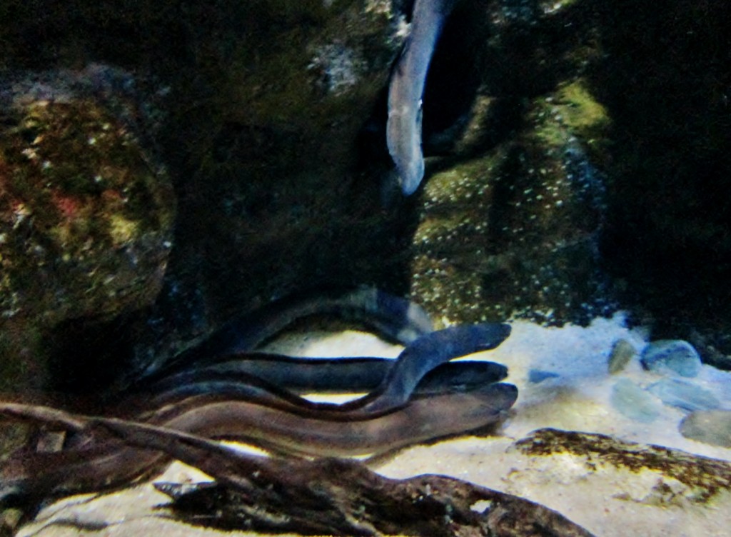 Foto: Acuario - San Sebastián (Donostia) (Gipuzkoa), España