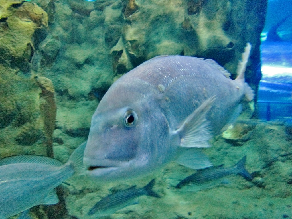 Foto: Acuario - San Sebastián (Donostia) (Gipuzkoa), España