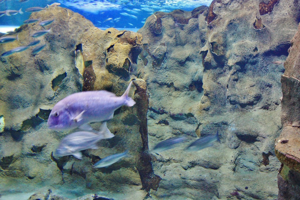 Foto: Acuario - San Sebastián (Donostia) (Gipuzkoa), España