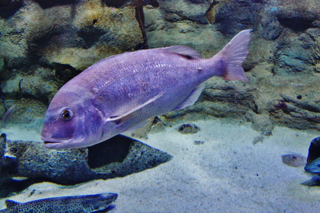 Foto: Acuario - San Sebastián (Donostia) (Gipuzkoa), España