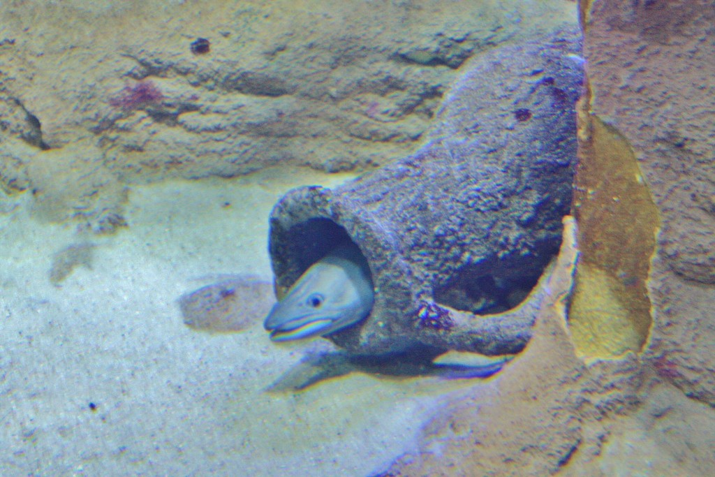 Foto: Acuario - San Sebastián (Donostia) (Gipuzkoa), España