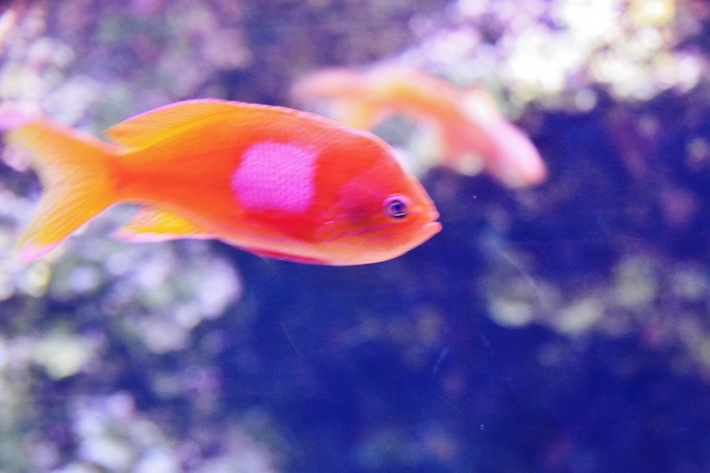 Foto: Acuario - San Sebastián (Donostia) (Gipuzkoa), España