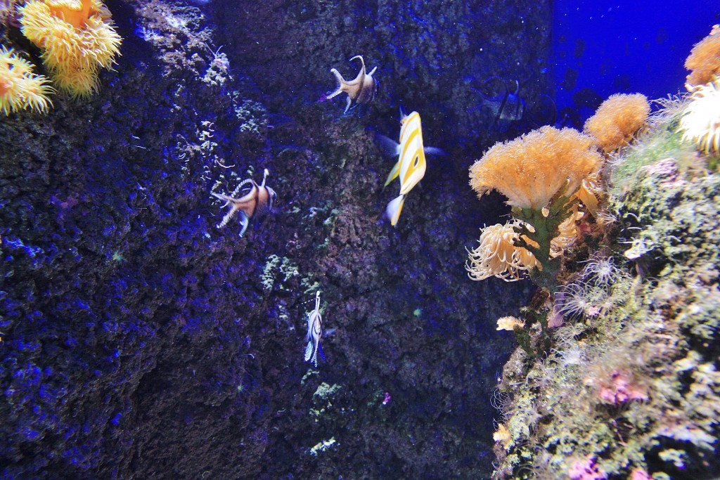 Foto: Acuario - San Sebastián (Donostia) (Gipuzkoa), España