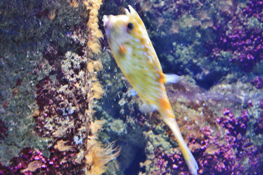 Foto: Acuario - San Sebastián (Donostia) (Gipuzkoa), España