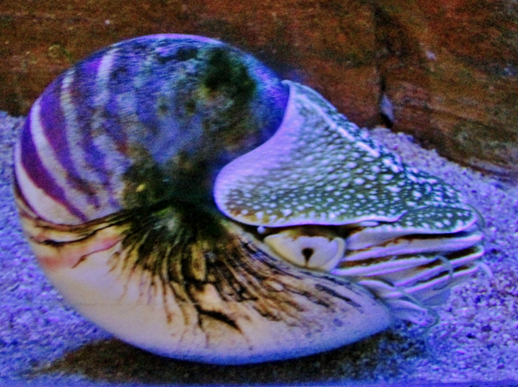 Foto: Acuario - San Sebastián (Donostia) (Gipuzkoa), España