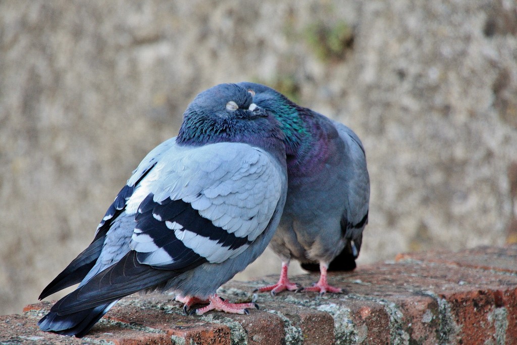 Foto: Románticos - Colliure (Languedoc-Roussillon), Francia