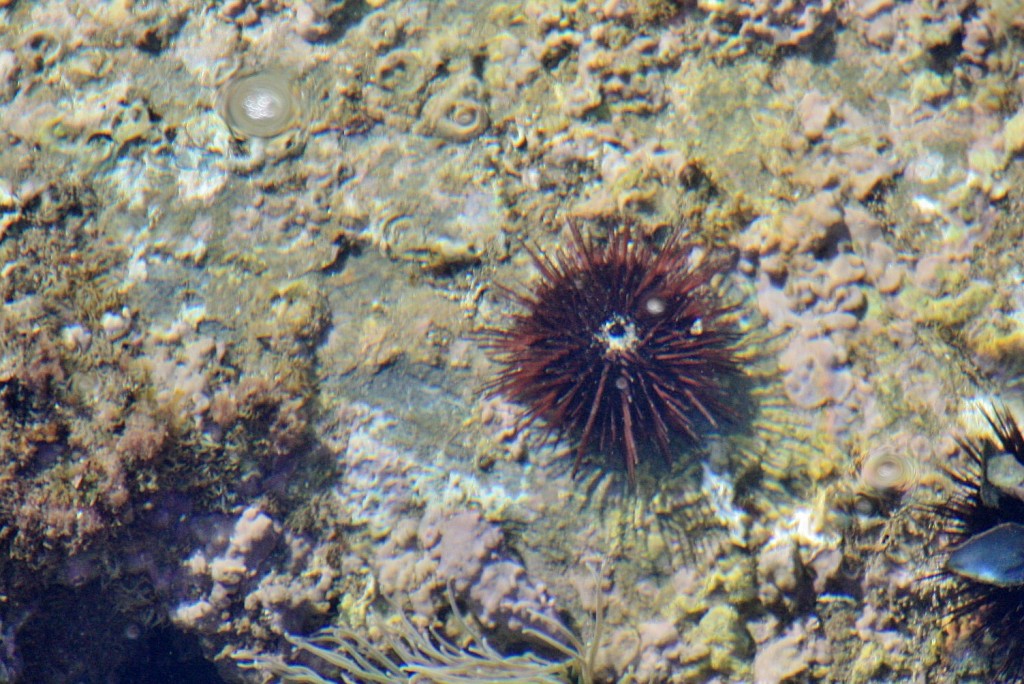 Foto: Bajo el mar - Colliure (Languedoc-Roussillon), Francia