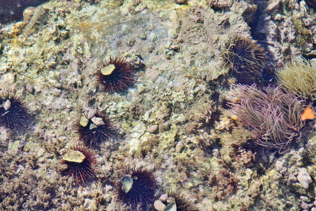 Foto: Bajo el mar - Colliure (Languedoc-Roussillon), Francia