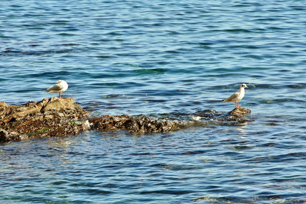Foto: Vistas - Colliure (Languedoc-Roussillon), Francia