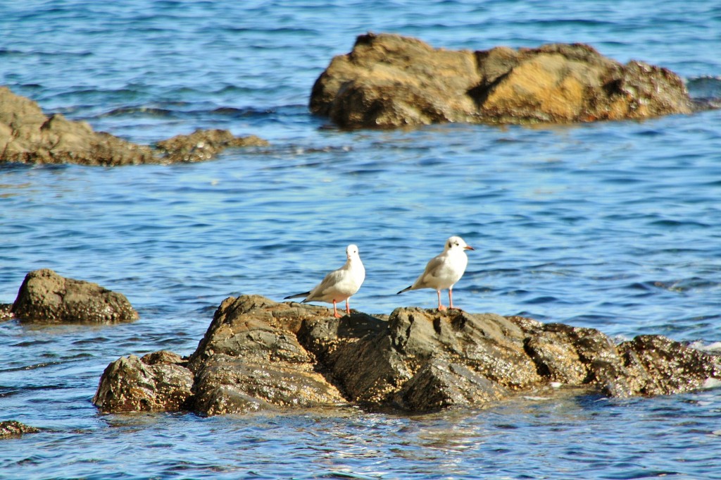 Foto: Vistas - Colliure (Languedoc-Roussillon), Francia