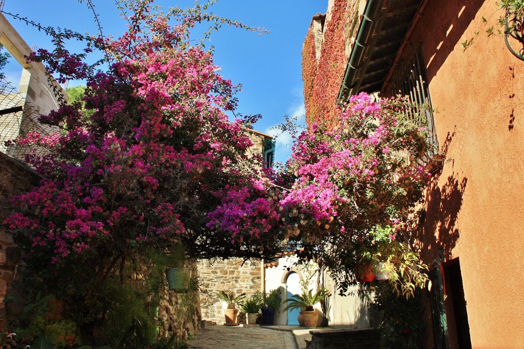 Foto: Centro histórico - Colliure (Languedoc-Roussillon), Francia