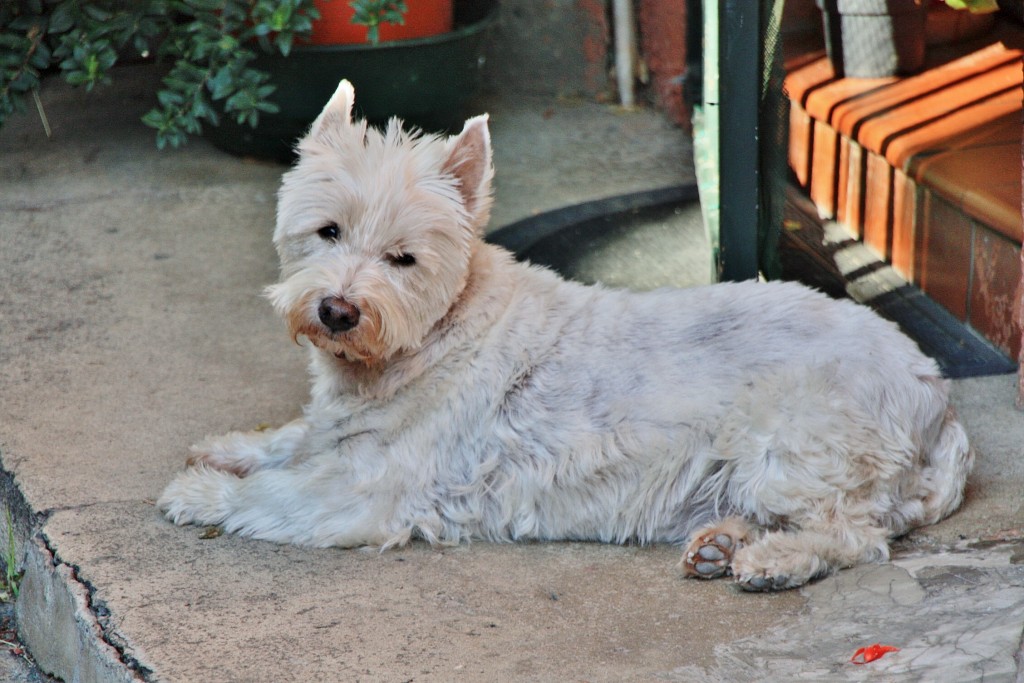 Foto: El guardián - Colliure (Languedoc-Roussillon), Francia