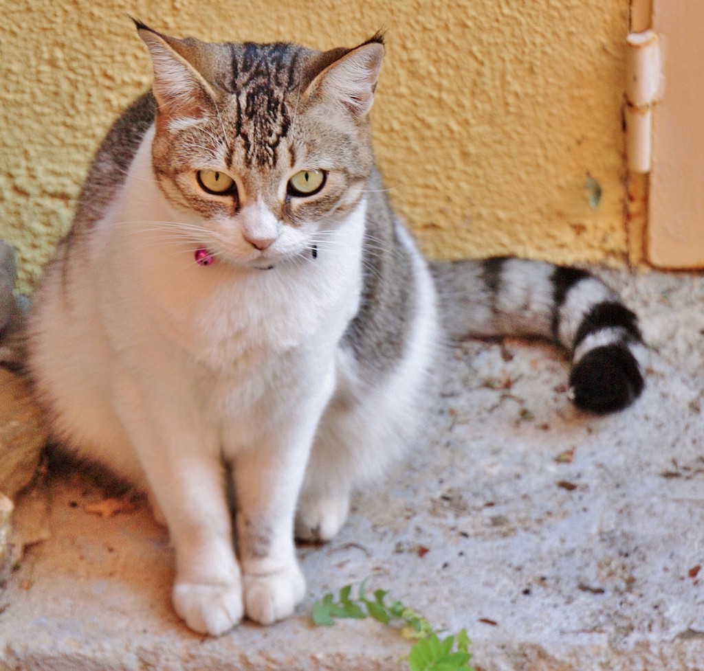 Foto: Gatito - Colliure (Languedoc-Roussillon), Francia