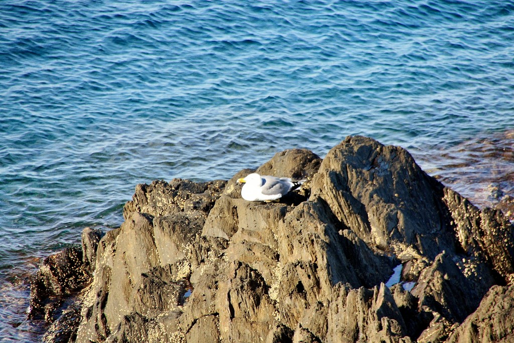 Foto: Vistas - Colliure (Languedoc-Roussillon), Francia